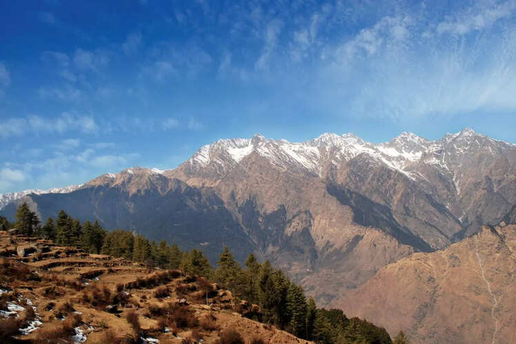 Auli