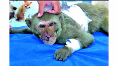 Bullet-hit monkey recovering