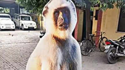 Forest dept experiments with recorded langur sounds to scare away monkeys in Meerut