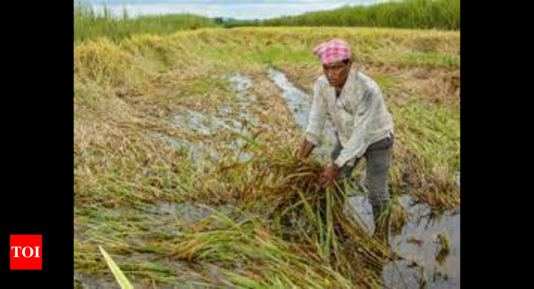 Rain Damages Kharif Crop On 2,700 Hectare In North Maha | Nashik News ...