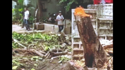 Hyderabad: Banyan tree axed at ACP office, to attract hefty fine
