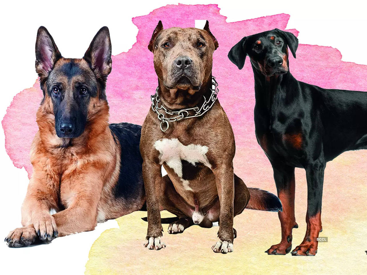 Kannada Dog Sex Sex - Ferocious and unsafe or improperly trained? Pet Pitbull attack in Lucknow  reignites debate on big, hunting dogs - Times of India