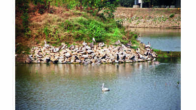 Apartment gets BWSSB notice for polluting lake in JP Nagar