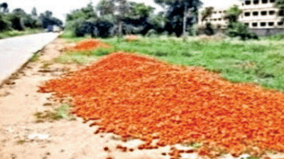 Karnataka: Tomato prices crash, ryots allow crops to wither in Kolar | Bengaluru News – Times of India