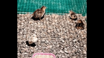 Rajkot: Golden pheasant chicks doing well