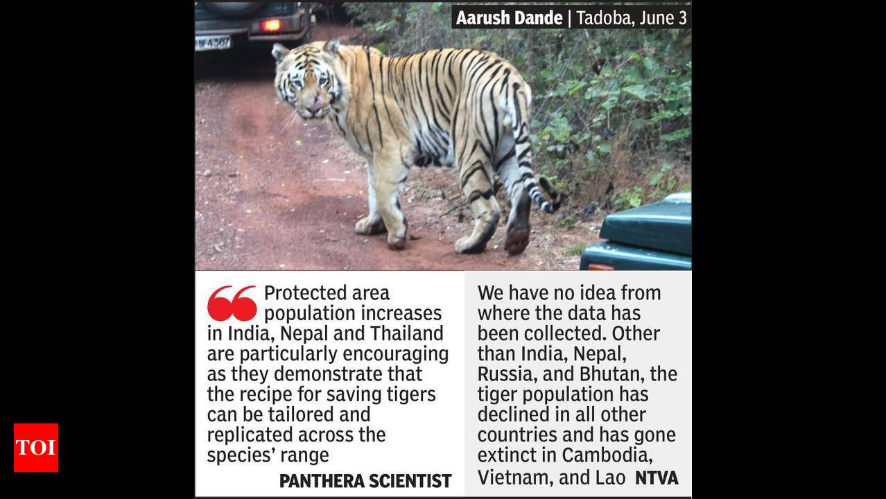 Global tiger numbers rise to 4,500 in last 7 years: Report | Nagpur News -  Times of India