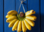 Study reveals, eating bananas prevents heart diseases
