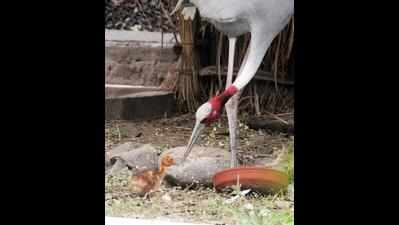 HC raps govt, others over inaction in Sarus crane conservation