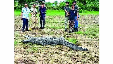 Giant crocodile, python rescued from city’s outskirts