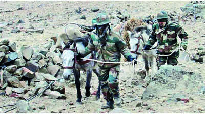 Battle-hardy donkey showed soldiers way across ibex cliff