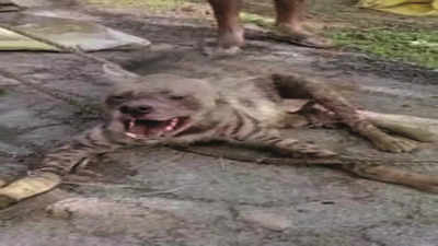 Kanpur: Villagers catch hyena after brief chase