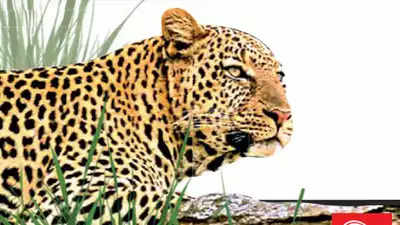 Maharashtra: Leopard hit by speeding vehicle on NH-61 | Pune News – Times of India