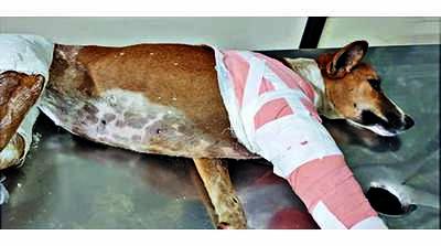 Kerala: Police probe air gun pellets lodged inside body of dogs