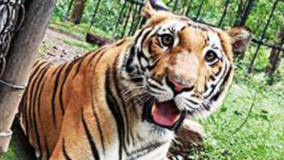 Two Nainital tigers sent to Mukesh Ambani's zoo in Gujarat
