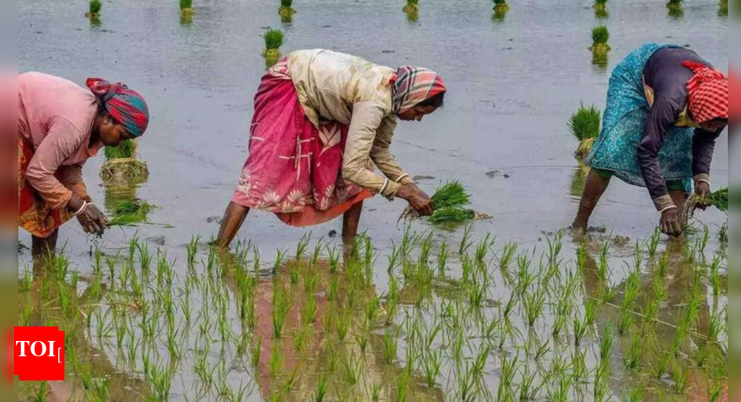 Kharif: Rain Damages Kharif Crops On 2.5k Hectares In District | Pune ...
