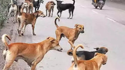 Coimbatore: Efforts on to curb stray dog menace