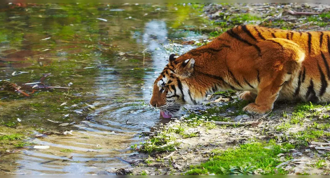 sundarbans-the-land-of-infinite-natural-wonders-and-royal-bengal-tigers