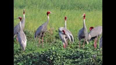 Make joint plan with MP for Sarus crane conservation: HC to Maha