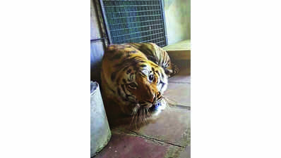 Farewell Pancham: Tiger translocated to Jamnagar