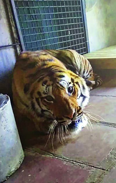 Farewell Pancham: Tiger translocated to Jamnagar