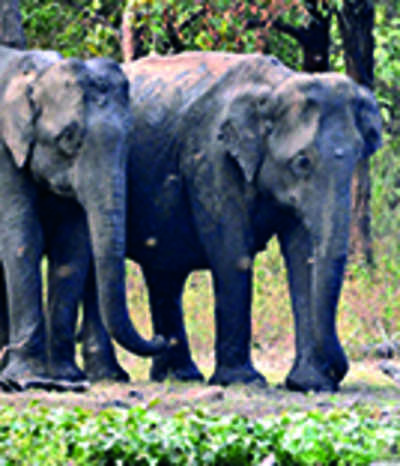 Drones to monitor movement of tuskers from CG to MP