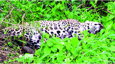 4-year-old leopard dies in road accident, cremated