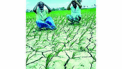 Farmers look at cracked & dry land with parched lips