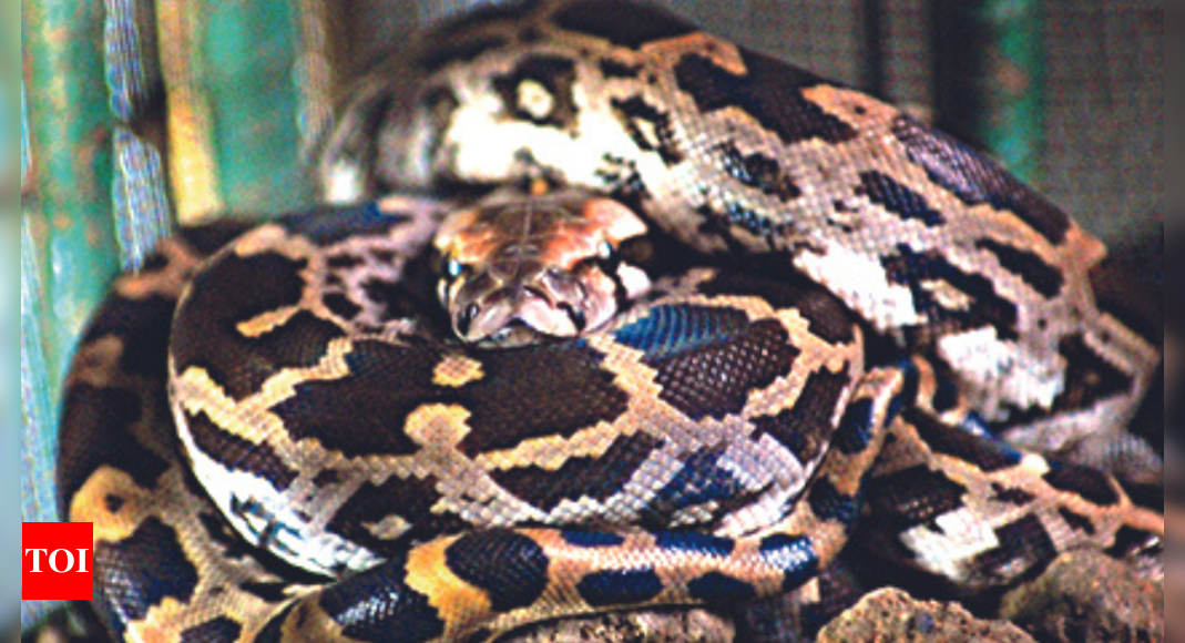 Strangulation of Sleeping Boys Puts Spotlight on Pythons