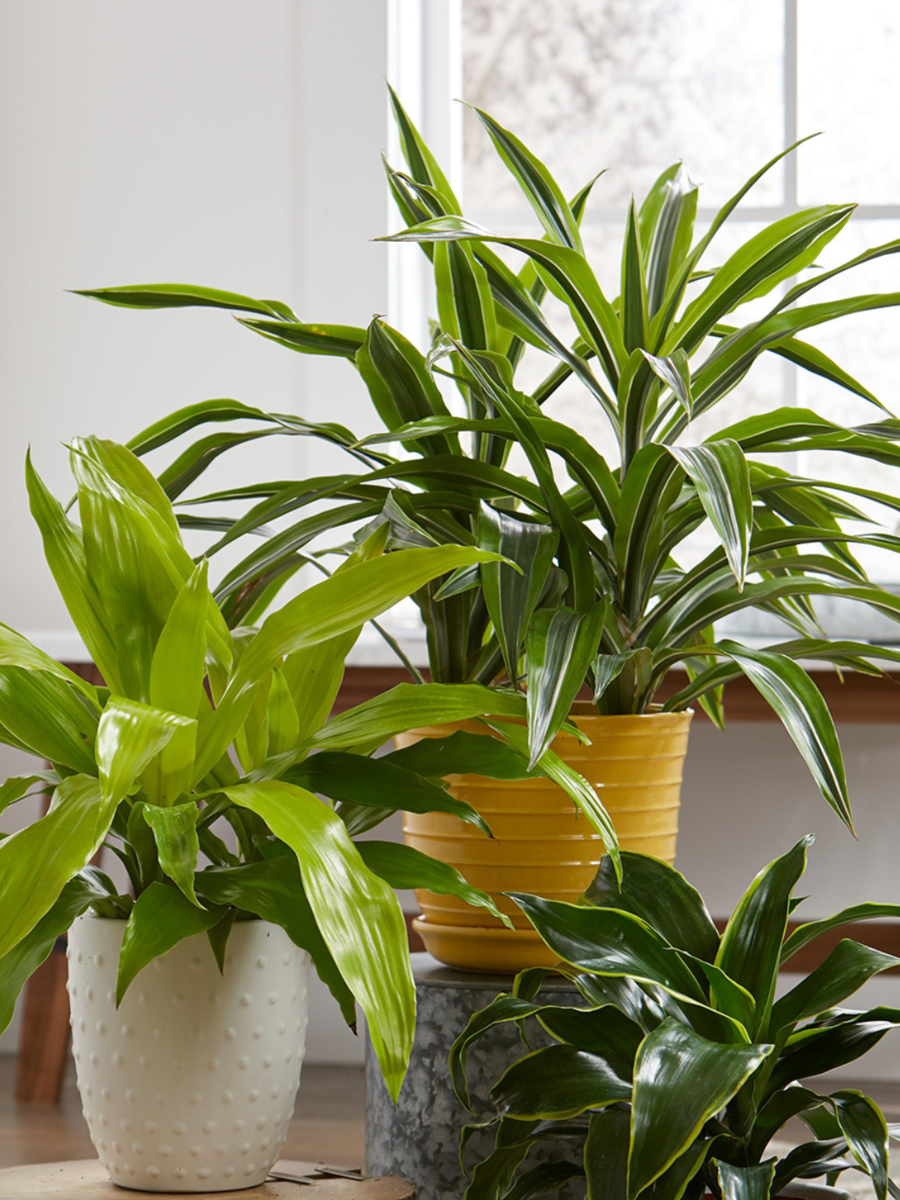 Popular houseplants and their symbolism Times of India