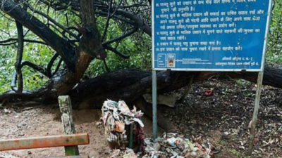 Delhi: Green groups start signature campaign for stopping construction at Sanjay Van