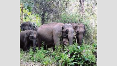 Kerala: ESZ won't cover human habitats, government centres
