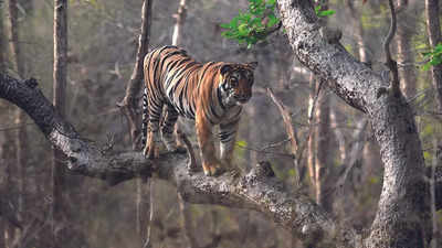 Focus on providing basic infrastructure to develop Amangarh tiger reserve in Bijnor
