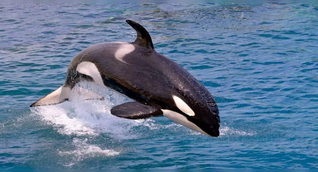 Ever heard of biting dolphins… Well, Japan has one | Times of India Travel