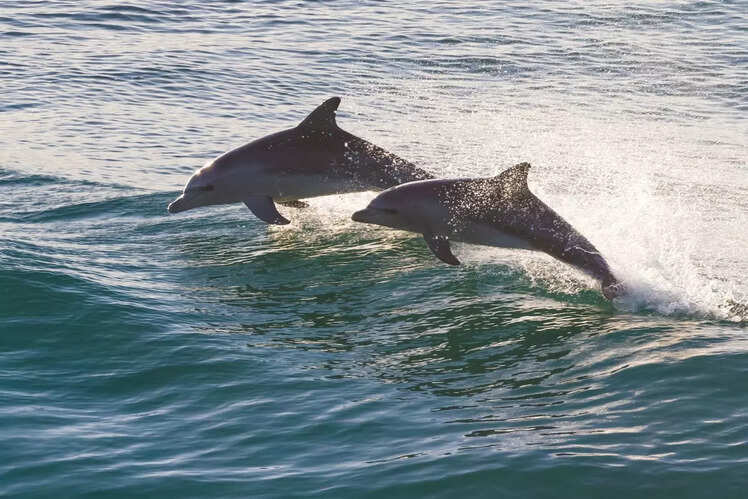Vikramshila Dolphin Sanctuary