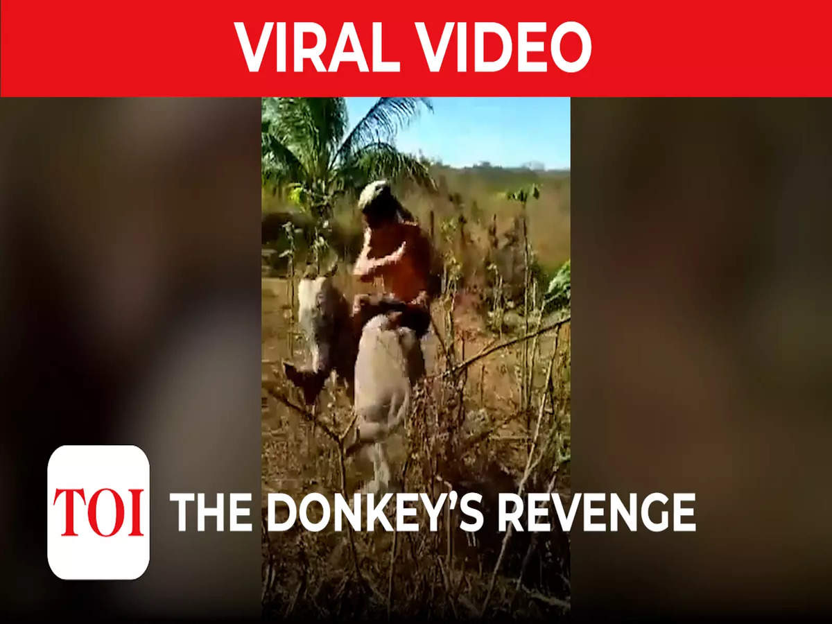 Viral video: Donkey takes super quick revenge after being beaten up by owner