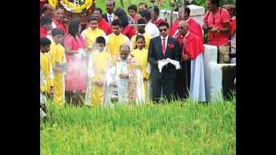 Every August, Goans reap first crop and sense of unity | Goa News - The ...