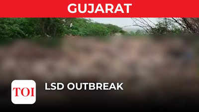 LSD outbreak: Rotting carcasses of cows pile up in villages, towns in Kutch, Rajkot and Jamnagar
