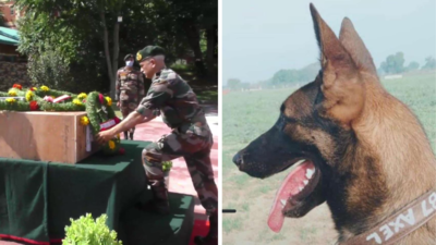 Army thanks dog 'Axel' for service