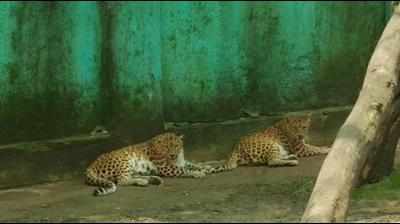 Nagpur zoo animals left in the lurch as contractors stop supply