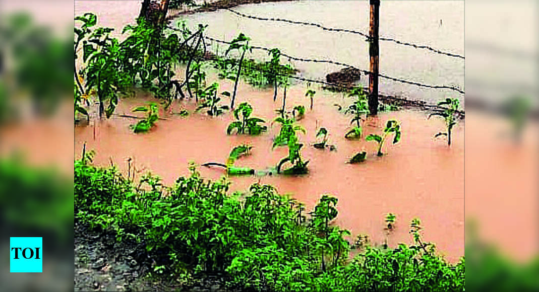 Rains Leave Thick Weeds, Ryots Can’t Afford Costly Weed Killers