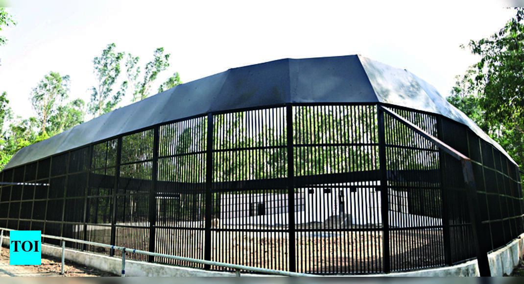 Ludhiana Zoo To Receive Pair Of Leopards Ludhiana News Times of India