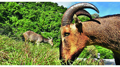 Survey emphasizes rich biodiversity of Eravikulam nat’l park