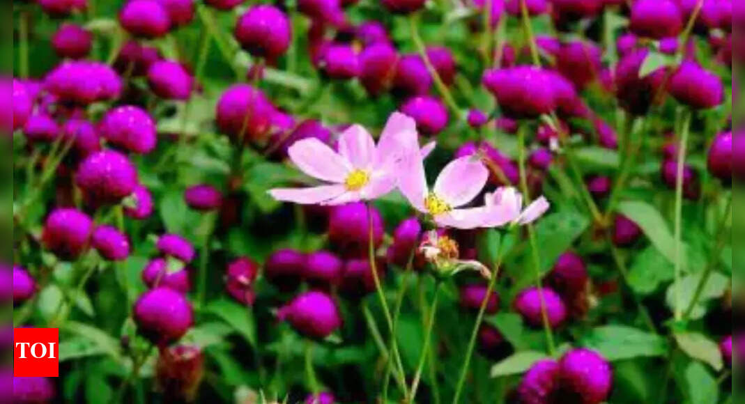 In bloom Bhopal gets MP's first floriculture garden Bhopal News