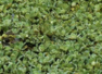 Can you spot the crocodile within 5 seconds?