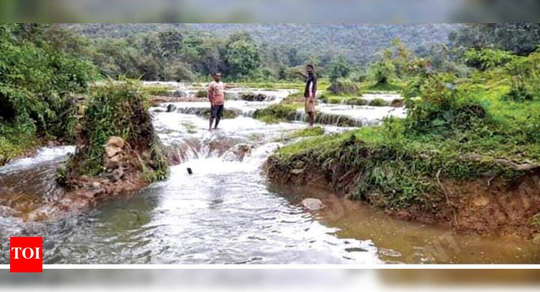 Rain destroys paddy fields in Cotigao, 3,500sqm affected | Goa News ...