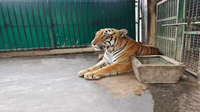 Tiger At Vandalur Zoo Falls Sick | Chennai News - Times of India Tiger At Vandalur Zoo Falls Sick | Chennai News - Times of India