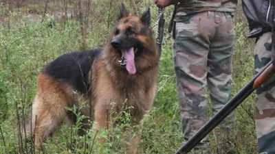 The Hunter: Fiery German Shepherd at Bandipur Tiger Reserve no more