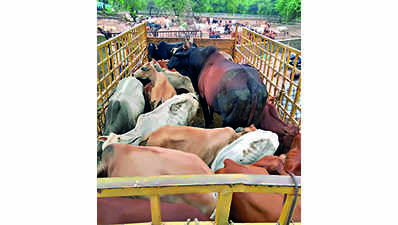 Cow safety compromised in Roka Chheka drive