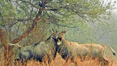 Delhi: At Tilpath Biodiversity Valley park, a playground for ‘lost species’