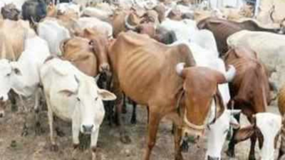 Vadodara: 15 cattle fall ill in Godhra